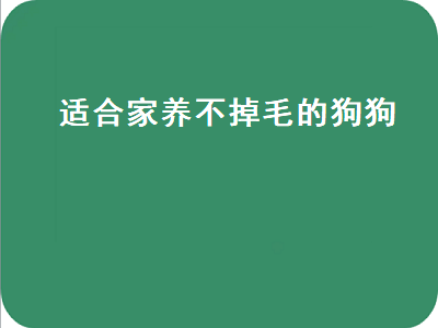 适合家养不掉毛的狗狗（适合家养不掉毛的狗狗排行）