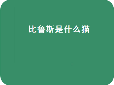 比鲁斯是什么猫（破坏神比鲁斯是什么猫）