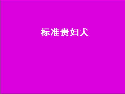 标准贵妇犬（标准贵妇犬多少钱一只）