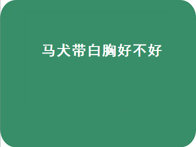 马犬带白胸好不好（马犬带白胸好不好养）