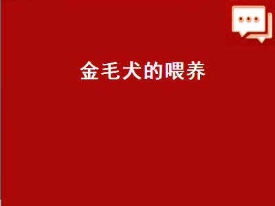 金毛犬的喂养（金毛犬的喂养方法）