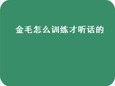 金毛怎么训练才听话的（金毛怎么训练才听话的大小便）