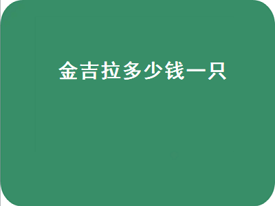 金吉拉多少钱一只（金吉拉多少钱一只正常价）