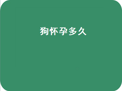 狗怀孕多久（狗怀孕多久才会生宝宝）