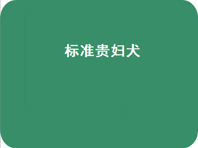 标准贵妇犬（标准贵妇犬多少钱一只）