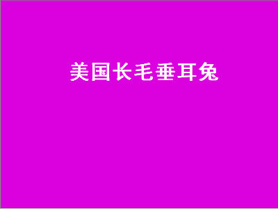 美国长毛垂耳兔（美国长毛垂耳兔多少钱一只）