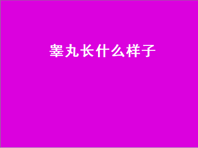 睾丸长什么样子（男生的睾丸长什么样子）