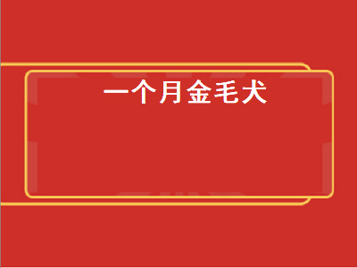 一个月金毛犬（一个月金毛犬图片大全）