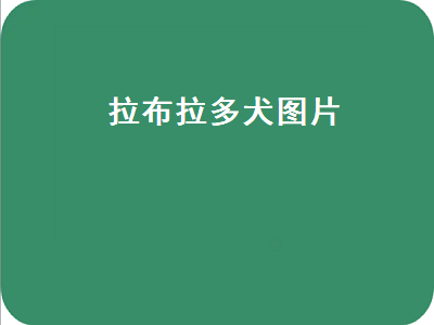 拉布拉多犬图片（拉布拉多犬图片价格表）