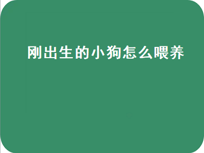 刚出生的小狗怎么喂养（刚出生的小狗没有狗妈妈能养活吗）