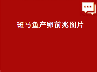 斑马鱼产卵前兆图片（黄色斑马鱼产卵前兆图片）