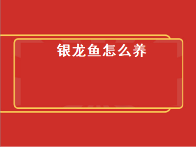 银龙鱼怎么养（银龙鱼怎么养吃什么）