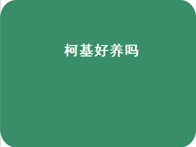 柯基好养吗（柯基好养吗性格如何）