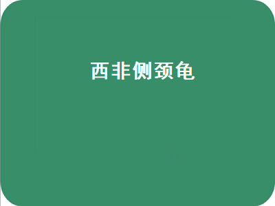 西非侧颈龟（西非侧颈龟能长多大）