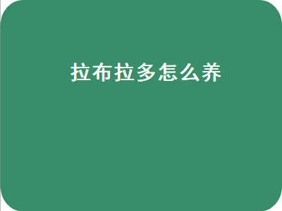 拉布拉多怎么养（拉布拉多怎么养吃什么）