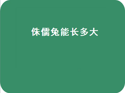 侏儒兔能长多大（道奇侏儒兔能长多大）