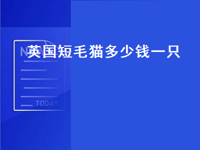 英国短毛猫多少钱一只（英国短毛猫多少钱一只幼崽）