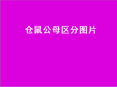 仓鼠公母区分图片（仓鼠公母区分图片 分辨）