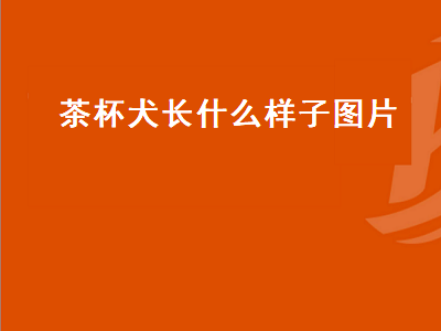 茶杯犬长什么样子图片（茶杯犬长什么样子图片 可爱）