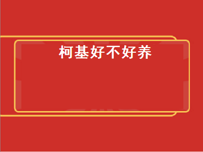 柯基好不好养（柯基好不好养活）