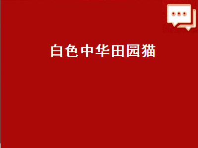 白色中华田园猫（白色中华田园猫多少钱一只）