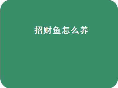 招财鱼怎么养（招财鱼怎么养及喂养技巧）