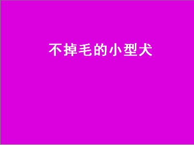 不掉毛的小型犬（不掉毛的小型犬有哪些）