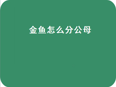 金鱼怎么分公母（金鱼怎么分公母图解）