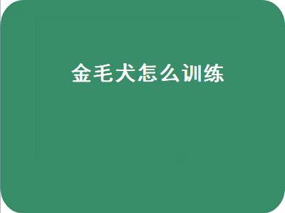 金毛犬怎么训练（金毛犬如何训练）