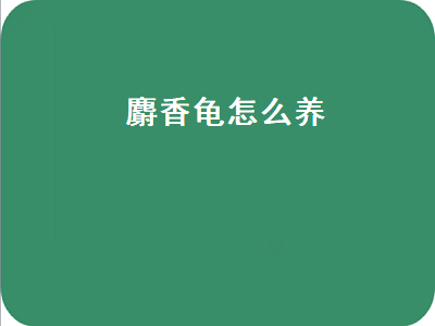 麝香龟怎么养（麝香龟怎么养成黄色）